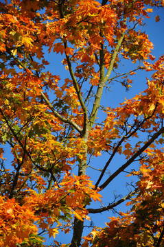 愛上富爾達(dá)的藍(lán)天黃紅楓林；黑森州；Ger