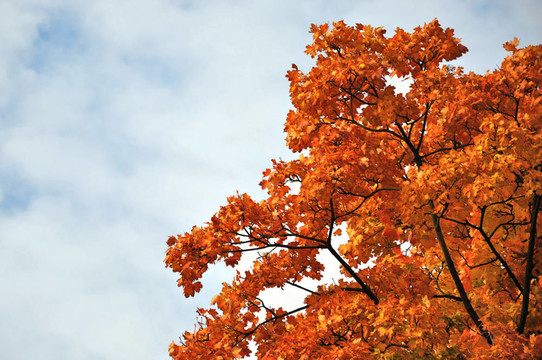 秋季紅楓林在富爾達(dá)；黑森州；德國(guó)