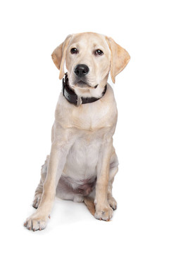 黃Labrador