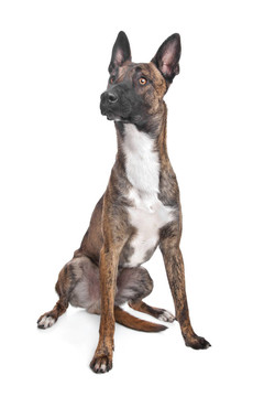 比利時牧羊犬馬里努阿犬