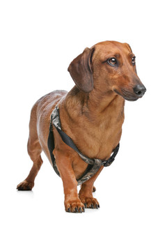 臘腸犬
