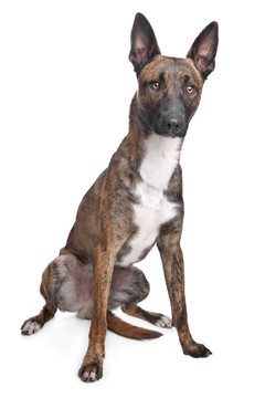 比利時(shí)牧羊犬馬里努阿犬