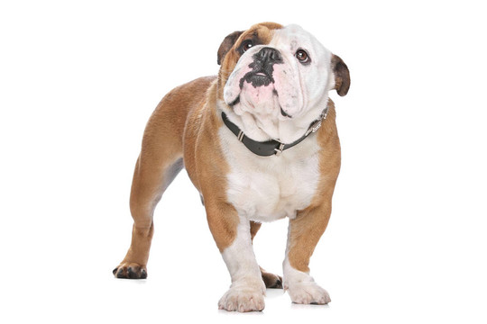 英國(guó)斗牛犬