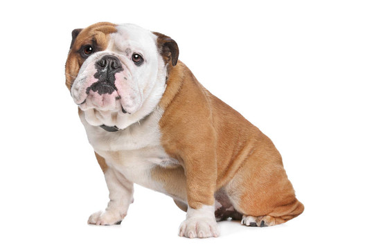 英國(guó)斗牛犬