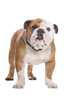 英國斗牛犬