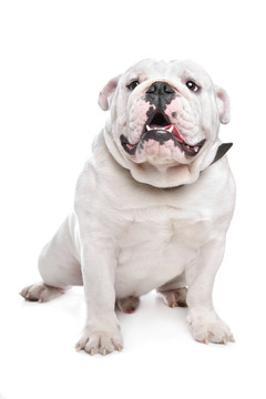 英國(guó)斗牛犬