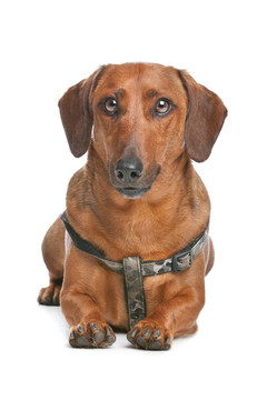臘腸犬
