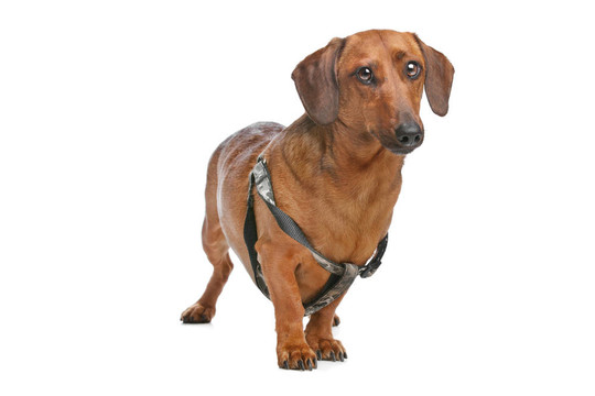 臘腸犬