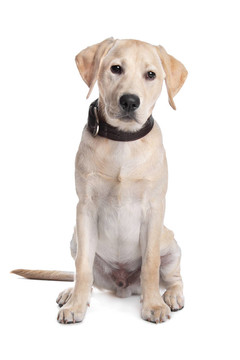 黃Labrador