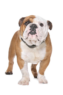 英國斗牛犬