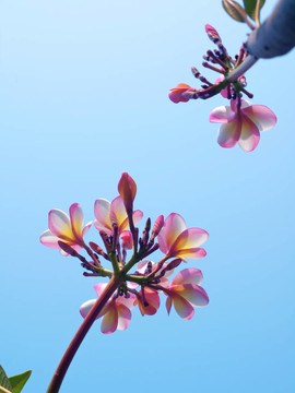 素馨花