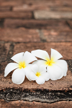 素馨花（雞蛋花）