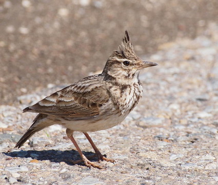 鳳頭百靈；Galerida cristata
