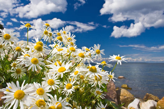 camomiles