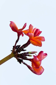 雞蛋花，雞蛋花；