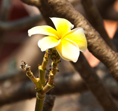 雞蛋花，雞蛋花；