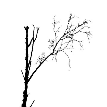 白色背景樹剪影；插圖