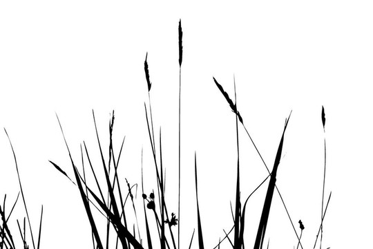 白色背景的草本剪影；插圖
