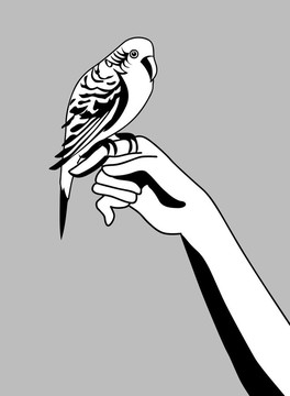 灰色背景鸚鵡剪影；插畫(huà)