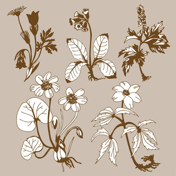 在棕色的背景場flowerses；圖