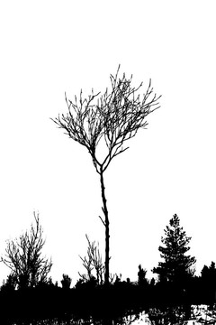 白色背景樹剪影；插圖