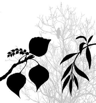 白色背景植物剪影插圖