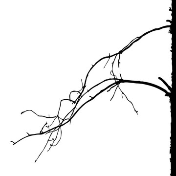 白色背景樹剪影；插圖