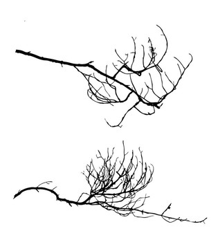 白色背景樹剪影；插圖