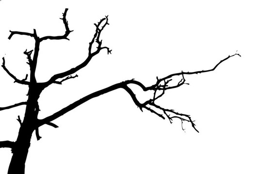 白色背景樹(shù)剪影；插圖