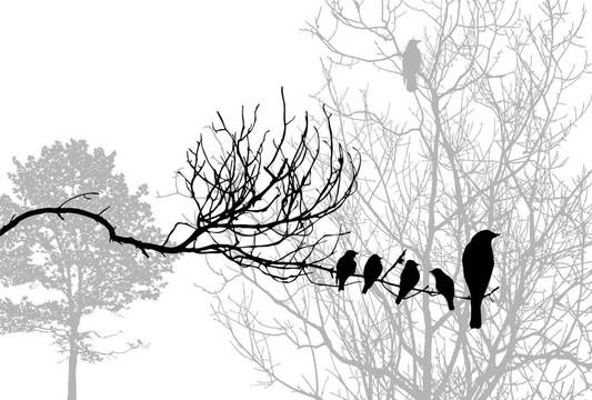 樹枝上的鳥剪影；插圖