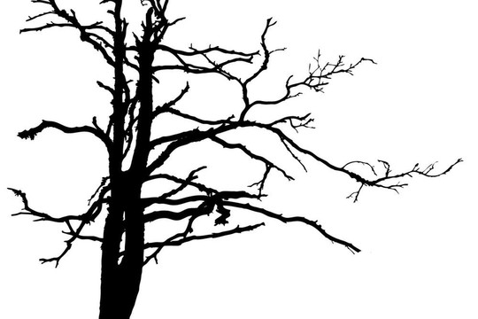 白色背景樹剪影；插圖
