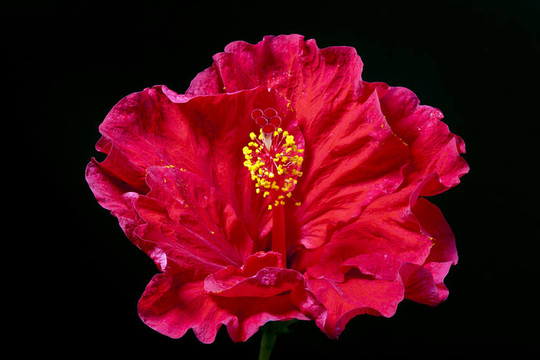 木槿花