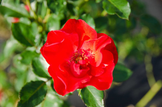 紅薔薇