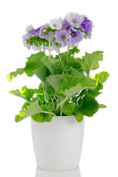 花淡紫色美麗