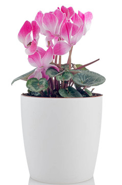 美麗的粉紅色的Cyclamen flower