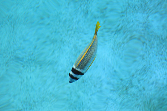 水中的魚