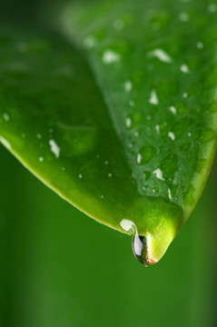 水滴葉