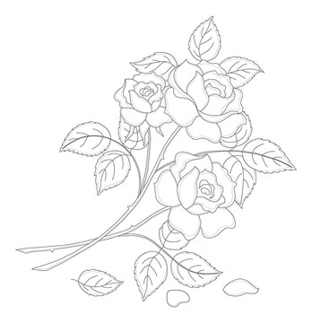 花玫瑰；輪廓