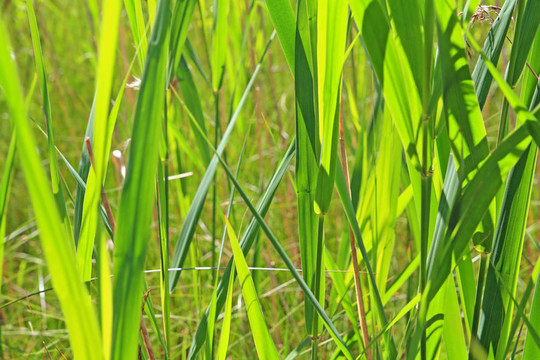 夏日田野上的青草