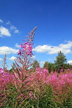 在星空背景場flowerses