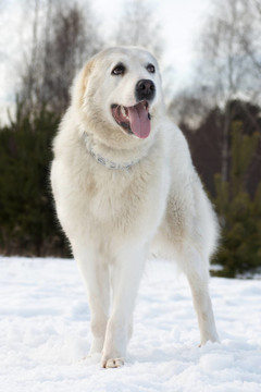 中亞牧羊犬品種在雪地上