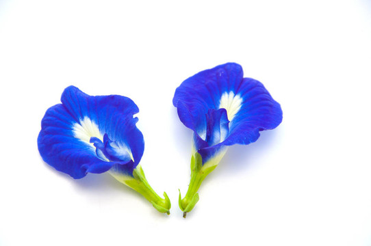 藍蝴蝶豌豆花