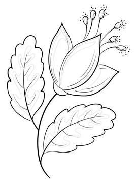 抽象花；輪廓