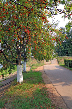 在秋天的公園紅色圖片