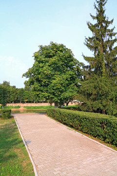 巷鎮(zhèn)公園內(nèi)樹