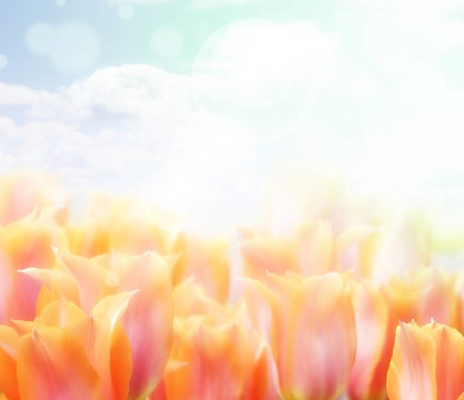 摘要花