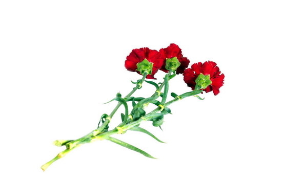 芽的康乃馨在白色背景上的花朵