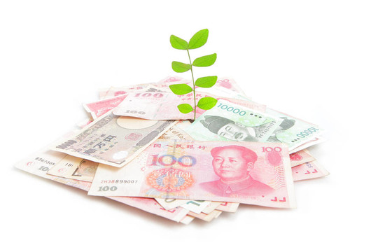 綠色植物葉子在金錢上生長