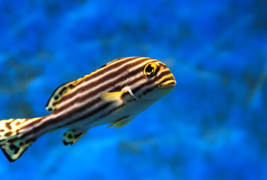 水族館中的熱帶海魚(yú)