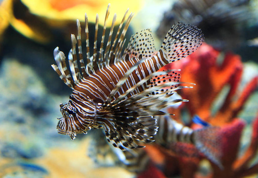 水族館中的熱帶海魚(yú)